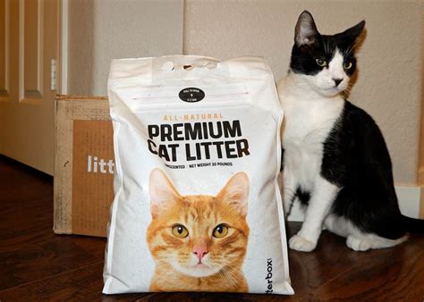 cat litter reviews 2022.